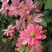 Клематис ЛИТЛ МЕРМЕЙД в Волковыске