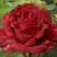 Роза РЕД ИНТУИШН чайно-гибридная в Волковыске