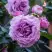 Роза СИЛЬВЕР КВИК плетистая в Волковыске