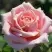 Роза ФРЕДЕРИК МИСТРАЛЬ чайно-гибридная в Волковыске
