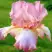 Ирис БЛАШИНГ ПИНК бородатый в Волковыске