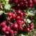 Рябина ГРАНАТНАЯ сладкоплодная в Волковыске