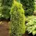 Можжевельник ГОЛД КОН обыкновенный в Волковыске