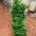 Туя СПИРАЛИС МИНИ западная в Волковыске