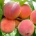 Персик ВАЙН ГОЛД Т3 в Волковыске