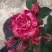 Роза ФАЙЕР ВОРКС миниатюрная в Волковыске