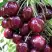 Черешня СИЛЬВИЯ колоновидная в Волковыске