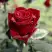 Роза ТАБУ чайно-гибридная в Волковыске