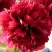 Пион БЕЛГРАВИЯ травянистый в Волковыске