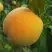 Персик ДОНЕЦКИЙ ЖЕЛТЫЙ в Волковыске