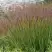 Просо ШЕНАНДО прутьевидное в Волковыске
