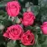 Роза ЛАВ ЛЕТТЕР флорибунда в Волковыске