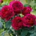 Роза КЕЙТ английская в Волковыске