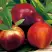 Нектарин СТАРК РЕД ГОЛД в Волковыске