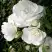 Роза АЙСБЕРГ флорибунда в Волковыске