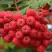 Рябина АЛАЯ КРУПНАЯ сладкоплодная в Волковыске
