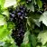 Смородина чёрная БЕЛОРУССКАЯ СЛАДКАЯ в Волковыске