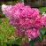 Гортензия МЕГА МИНДИ метельчатая в Волковыске