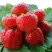 Клубника ВИМА ЗАНТА в Волковыске