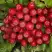 Рябина РУБИНОВАЯ сладкоплодная в Волковыске