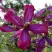 Клематис СВИТ САММЕР ЛАВ в Волковыске