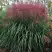 Мискантус МАЛЕПАРТУС китайский  в Волковыске