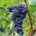 Виноград МУКУЗАНИ в Волковыске
