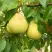 Груша ВЕЛИКАЯ ЛЕТНЯЯ (БОЛЬШАЯ ЛЕТНЯЯ) в Волковыске