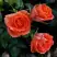 Роза ОРАНЖ ДЖЕВЕЛ миниатюрная в Волковыске