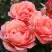 Роза КОРАЛ ЛИОНС РОУЗ флорибунда в Волковыске