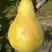 Груша КОНКОРД в Волковыске