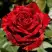 Роза РЕД ИНТУИШН чайно-гибридная в Волковыске