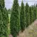Туя ДЕГРУТ СПАЙР западная в Волковыске