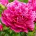 Пион НОЧНЫЕ ГРЕЗЫ древовидный в Волковыске