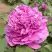 Пион ОРНАМЕНТ древовидный в Волковыске