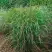 Просо РЕБРАУН прутьевидное в Волковыске