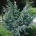 Можжевельник БЛЮ АЛЬПС китайский  в Волковыске