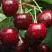 Черешня ГРОНКАВАЯ в Волковыске