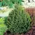 Ель КОМПАКТА обыкновенная в Волковыске