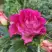 Роза БРЕРА флорибунда в Волковыске