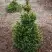 Ель ВИЛС ЦВЕРГ обыкновенная в Волковыске