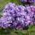 Сирень АМИ ШОТТ в Волковыске