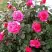 Роза МАЛИНОВЫЙ ЗВОН чайно-гибридная в Волковыске