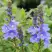 Вероника РОЯЛ БЛЮ большая в Волковыске