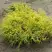 Кипарисовик ГОЛДЕН МОП горохоплодный в Волковыске
