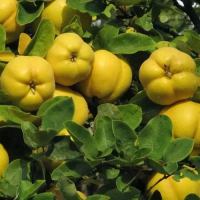 Цидония Цидония в Волковыске