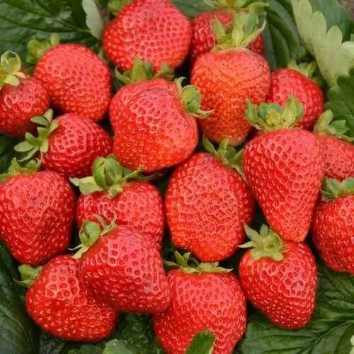 Клубника САН АНДРЕАС ремонтантная  Клубника САН АНДРЕАС ремонтантная в Волковыске