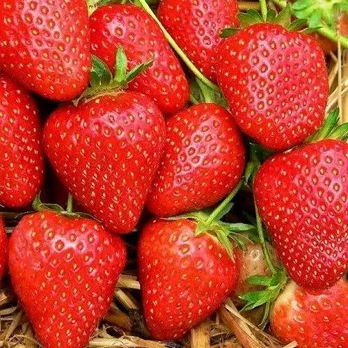 Клубника КВИКИ  Клубника КВИКИ в Волковыске