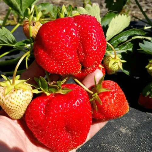 Клубника АПРИКА  Клубника АПРИКА в Волковыске