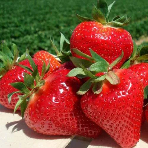 Клубника ДЖОЛИ  Клубника ДЖОЛИ в Волковыске